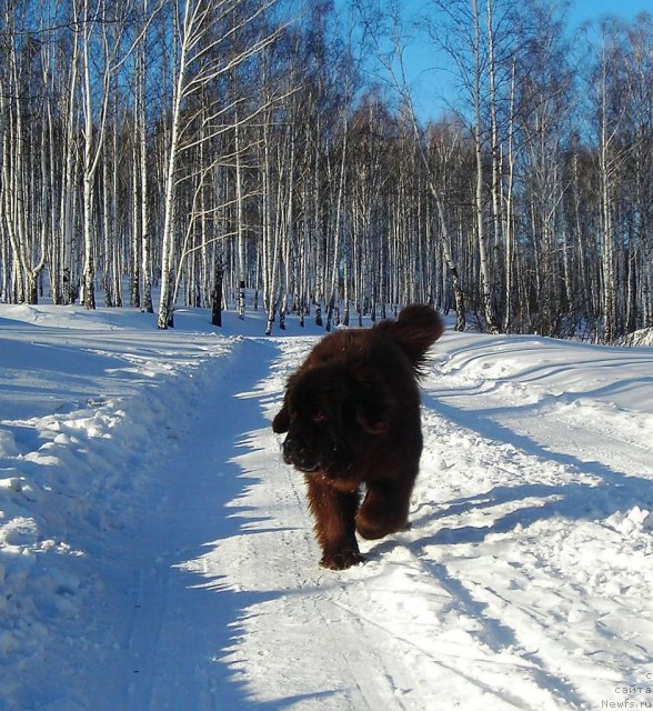 Фото: ньюфаундленд Черный Шарм Абрикосовая Карамель