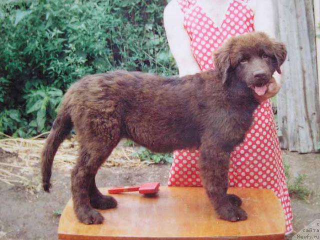 Фото: ньюфаундленд Сьюзи