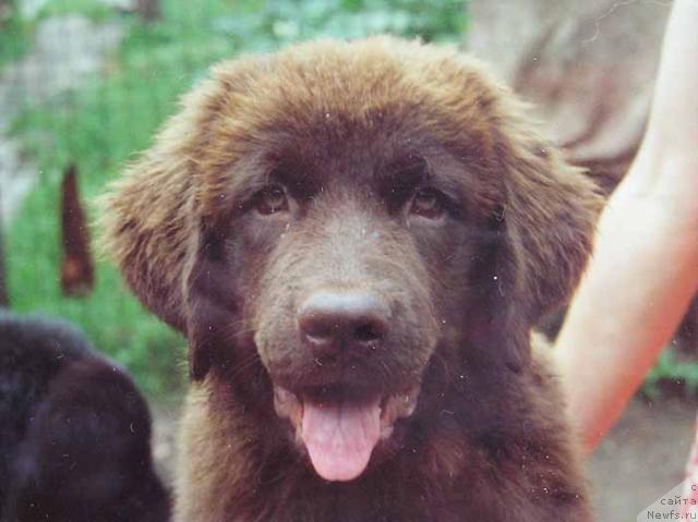 Фото: ньюфаундленд Сьюзи