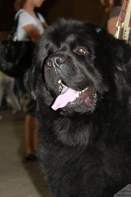 Фото: ньюфаундленд Ллойд Блэк