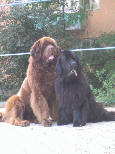 Фото: ньюфаундленд Чаннел Чам из Медвежьего Яра (Channel Charm  iz  Medvejyego Yara), ньюфаундленд Щеголь Филимон из Медвежьего Яра (Schegol Filimon iz Medvejyego Yara)