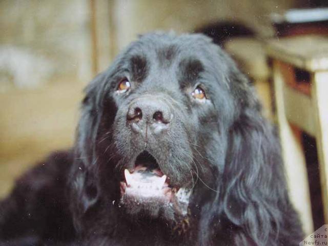 Фото: ньюфаундленд Стэнг Риде'Мар