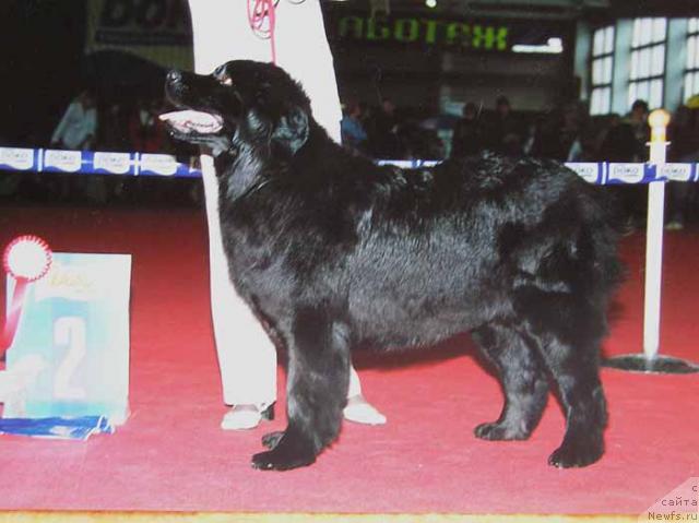 Фото: ньюфаундленд Фауна