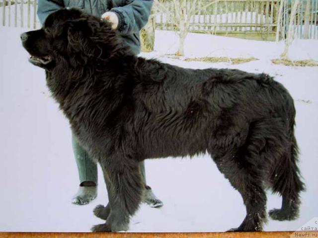 Фото: ньюфаундленд Стэнг Риде'Мар