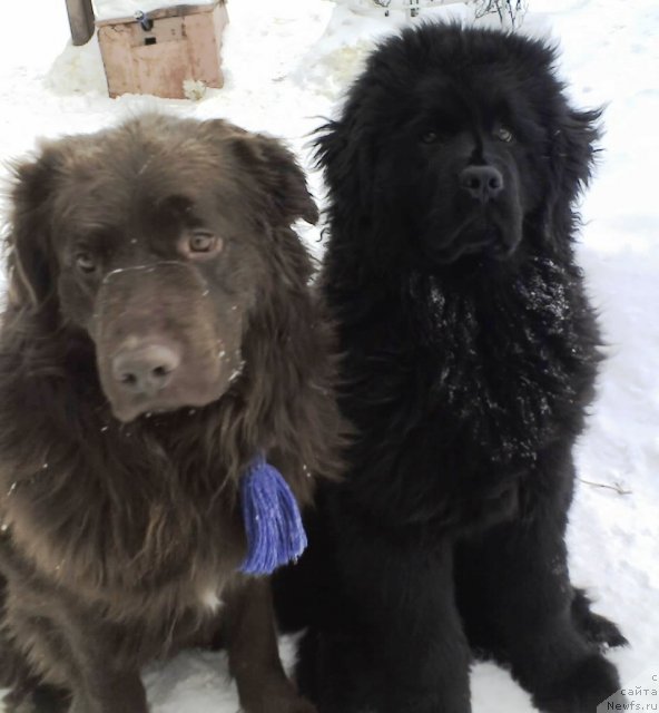 Фото: ньюфаундленд Их Высочество Владлена Маджикс