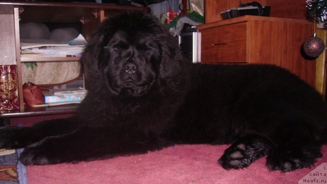 Фото: ньюфаундленд Их Высочество Владлена Маджикс