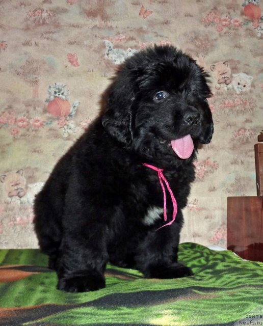 Фото: ньюфаундленд Вирджиния Бьюти Лайф