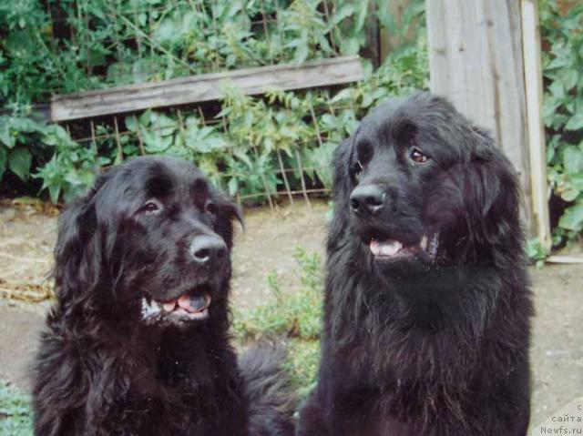 Фото: ньюфаундленд Стэнг Риде'Мар, ньюфаундленд Енита Хип