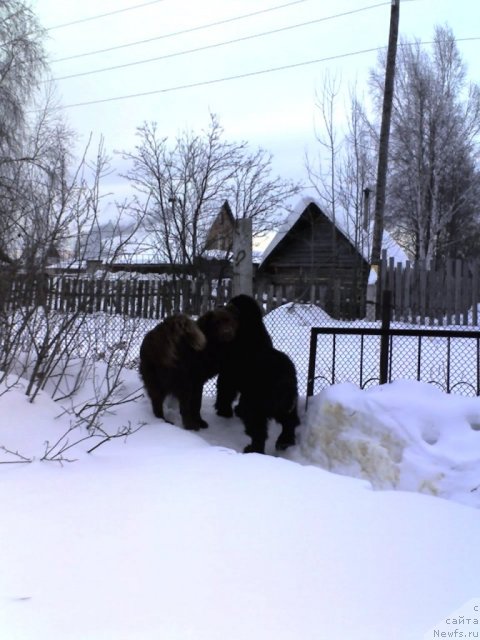 Фото: ньюфаундленд Их Высочество Владлена Маджикс