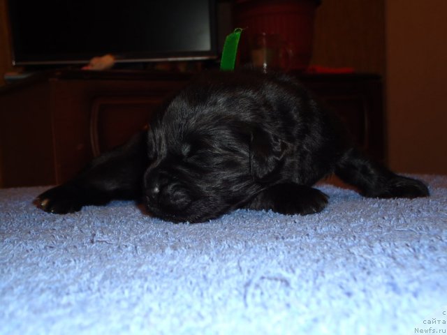 Фото: ньюфаундленд Уютная Долина Бибигон Брейв Кид