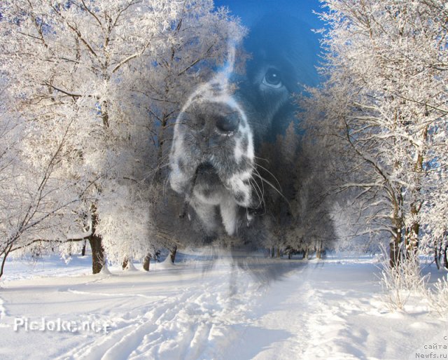 Фото: ньюфаундленд Ница для Кара Аюлар из Тихого Омута (Nica Dlja Kara Ayular iz Tihogo Omuta)