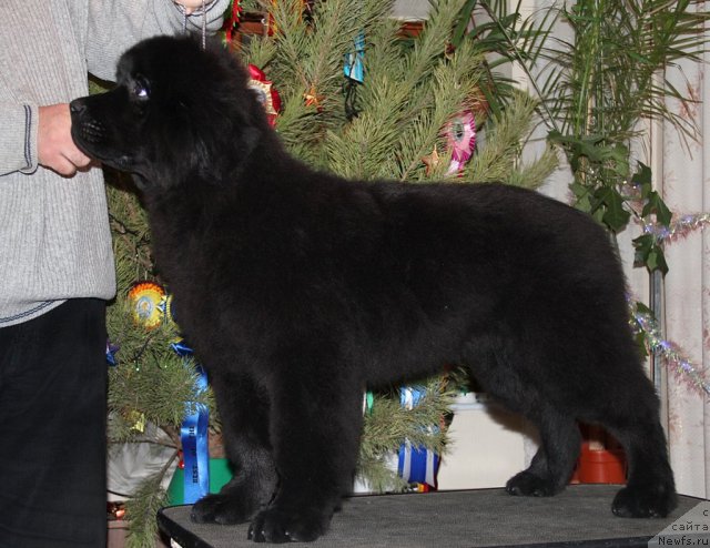 Фото: ньюфаундленд Спутник с Берега Дона (Sputnik s Berega Dona)