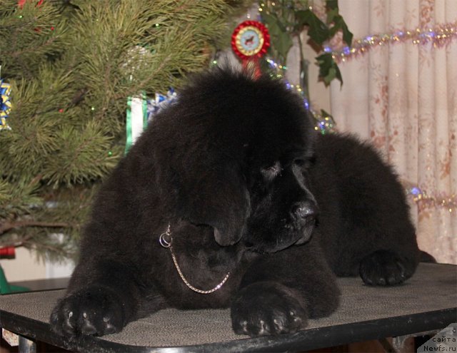 Фото: ньюфаундленд Спутник с Берега Дона (Sputnik s Berega Dona)