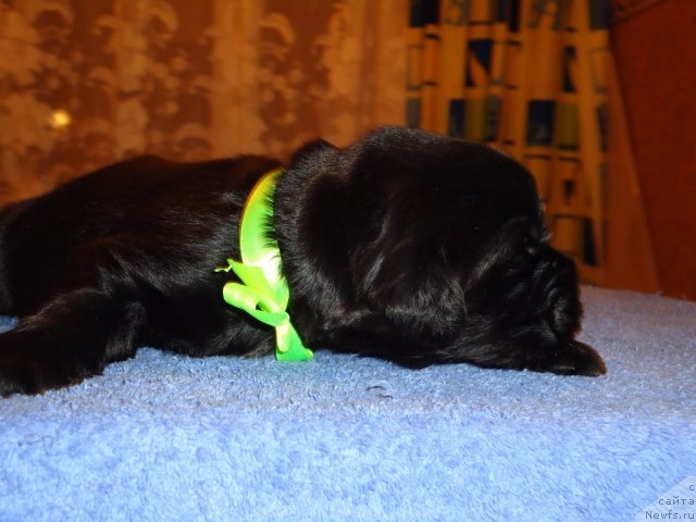 Фото: ньюфаундленд Уютная Долина Бадди Харт Форевер