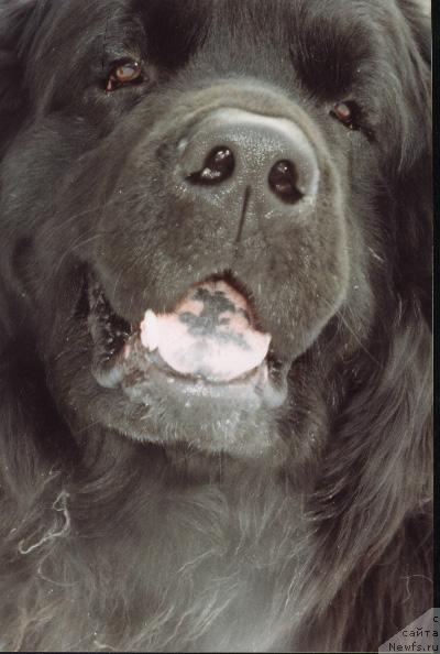 Фото: ньюфаундленд Стэнг Риде'Мар