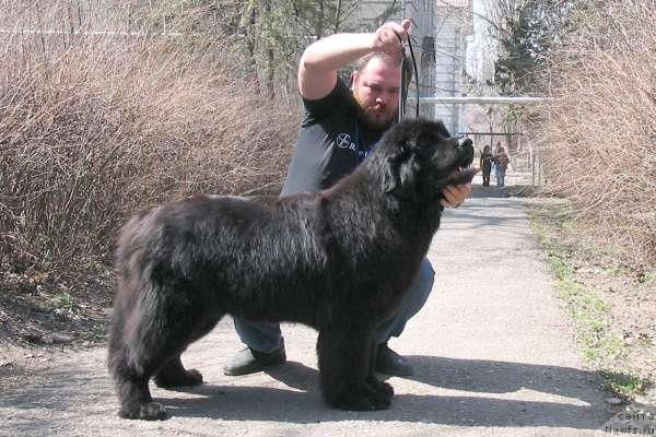 Фото: ньюфаундленд Дуняша с Берега Дона (Dunyasha s Berega Dona)