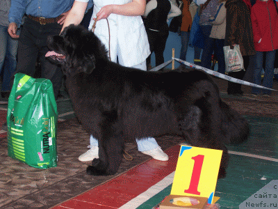 Фото: ньюфаундленд Чармон Этуаль из Медвежьего Яра (Charmon  Etoile iz Medvejyego Yara)