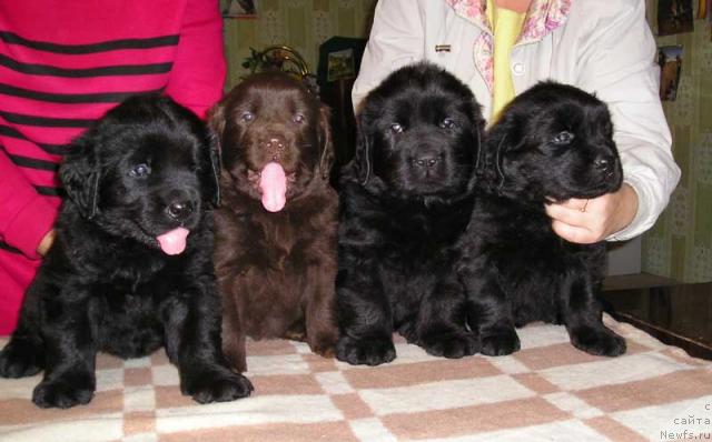 Фото: ньюфаундленд Черника Фамот, Чебурашка Бигги, ньюфаундленд Чародейка Фабигги, Челси Чоя Бегефа