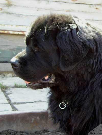 Фото: ньюфаундленд Fiamettahauz Behemoth at Ovatsia (Фиаметтахауз Бегемот эт Овация)