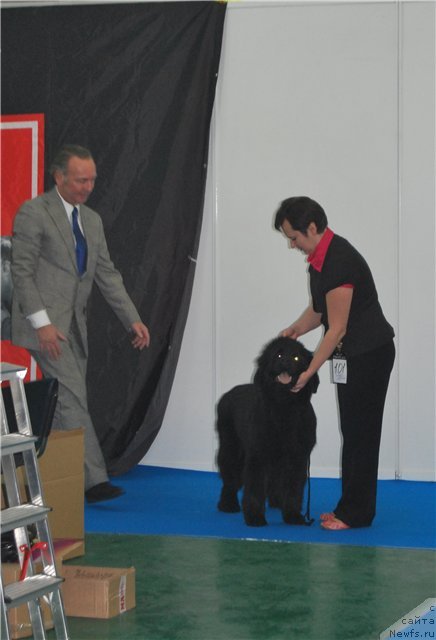 Фото: ньюфаундленд Их Высочество Вилана Блум (Ih Visochestvo Vilana Blum)