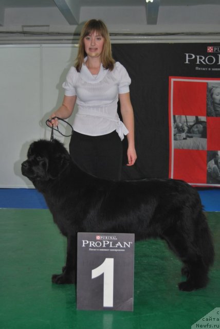 Фото: ньюфаундленд Формула Любви от Сибирского Медведя