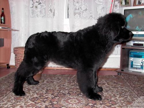 Фото: ньюфаундленд Маг Исполин Жгучий Брюнет