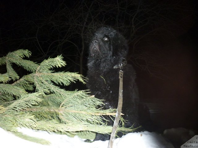 Фото: ньюфаундленд Илья Муромец