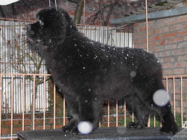 Фото: ньюфаундленд Сентябрина с Берега Дона (Sentyabrina s Berega Dona)