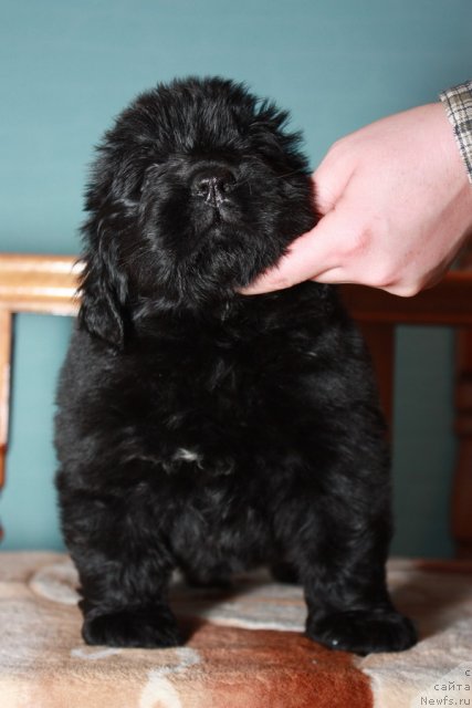 Фото: ньюфаундленд Акватория Келвин Оут оф зе Блю (Aquatoriya Kelvin Out of The Blue)