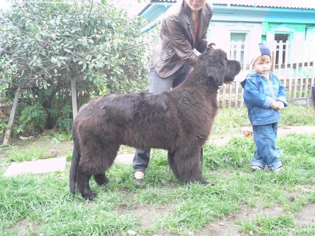 Фото: ньюфаундленд Отважный Рыцарь от Сибирского Медведя