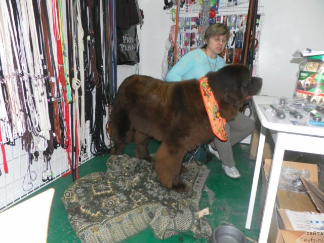 Фото: ньюфаундленд Изабель из Царства Медведей