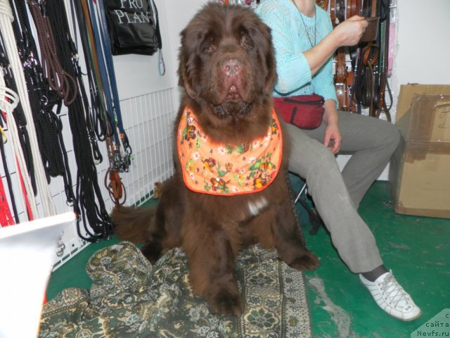 Фото: ньюфаундленд Изабель из Царства Медведей