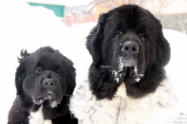 Фотография № 57065