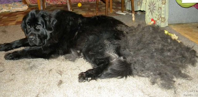 Фото: ньюфаундленд Акватория Келвин Кадриль (Aquatoriya Kelvin Kadril)