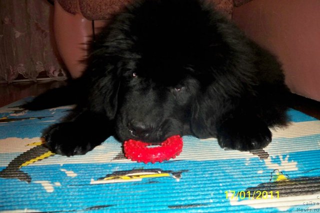 Фото: ньюфаундленд Смигар Волна Успеха