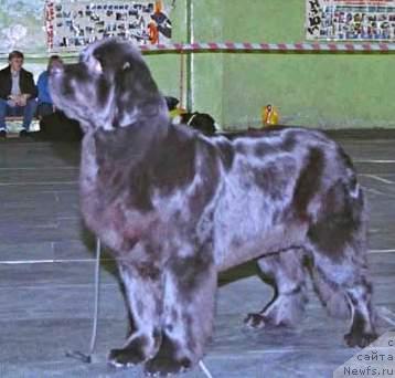 Фото: ньюфаундленд Челзис Вэйн из Медвежьего Яра