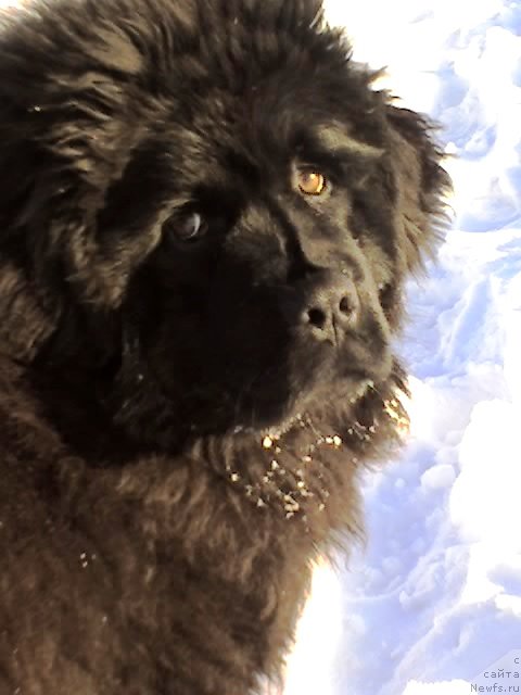 Фото: ньюфаундленд Их Высочество Владлена Маджикс