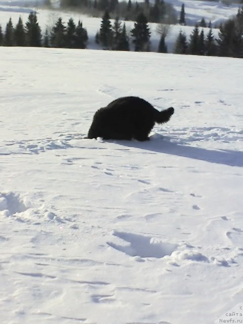 Фото: ньюфаундленд Их Высочество Владлена Маджикс