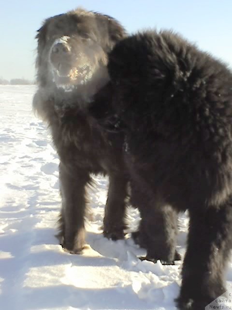 Фото: ньюфаундленд Их Высочество Владлена Маджикс