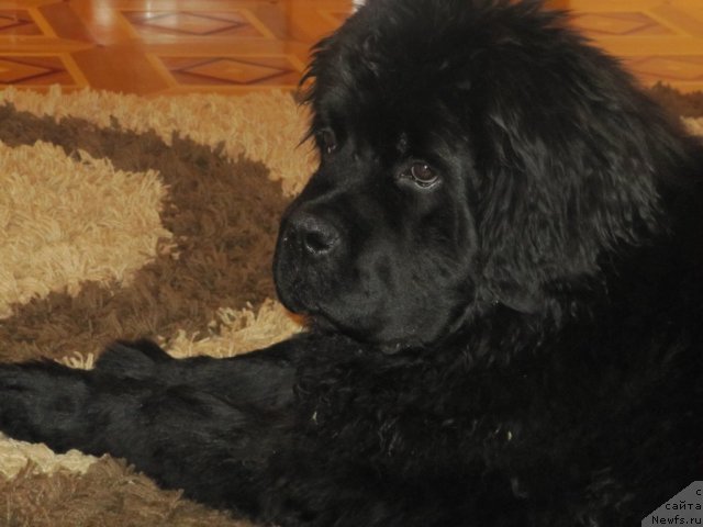 Фото: ньюфаундленд Нэйшн Кинг из Медвежьего Яра