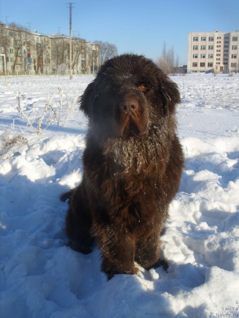 Фото: ньюфаундленд Черный Шарм Амбер Бест Дог ФО Марлеон