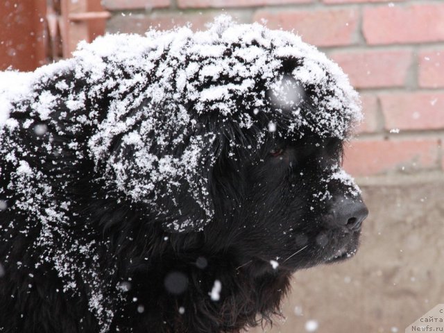 Фото: ньюфаундленд Императрица