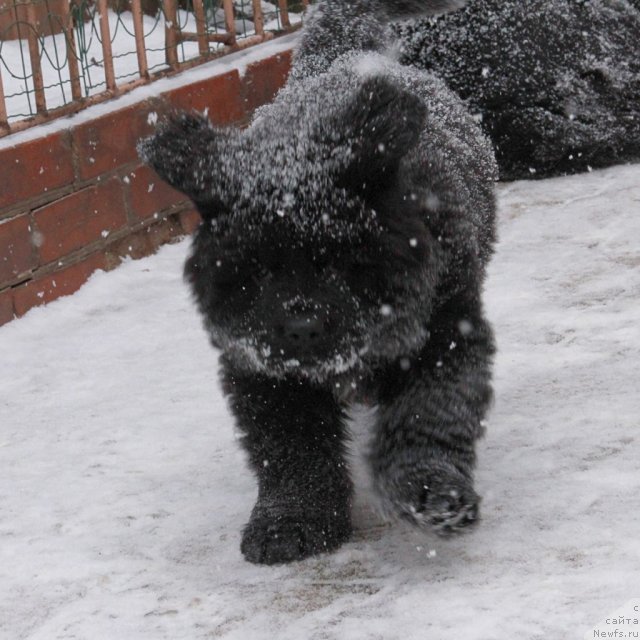 Фото: ньюфаундленд Т-34 с Берега Дона (T-34 s Berega Dona)