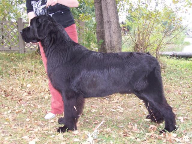 Фото: ньюфаундленд Акватория Келвин Гордый Варяг