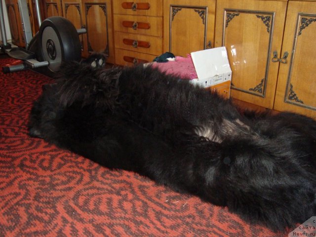 Фото: ньюфаундленд Лунный Свет с Лесной Заимки