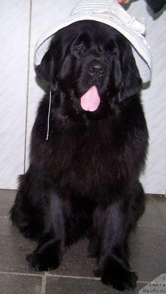 Фото: ньюфаундленд Челзис Вэйн из Медвежьего Яра