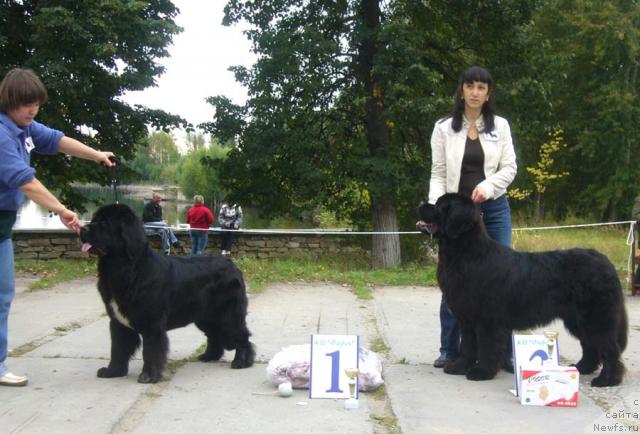 Фото: ньюфаундленд Супер Бизон Анталия, ньюфаундленд Обуш Шед Юкотан Золотой Ручей, Наталия Снигирева, Ирина Плотникова