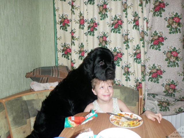 Фото: ньюфаундленд Центр Мироздания из Аркаима (Tsentr Mirozdaniya iz Arkaima)