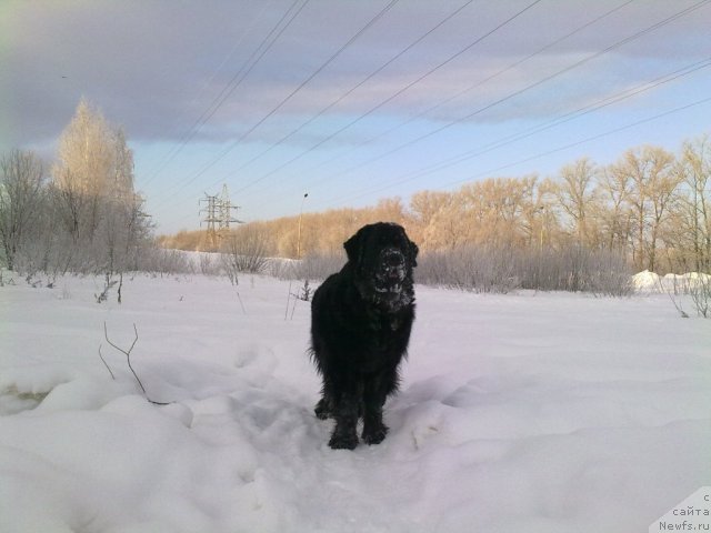 Фото: ньюфаундленд Великий Медведь Загадка
