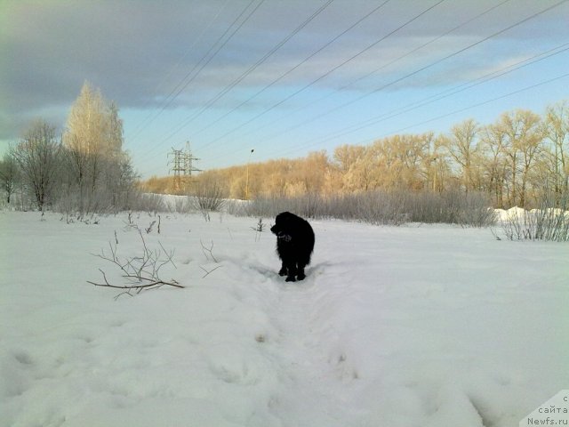 Фото: ньюфаундленд Великий Медведь Загадка